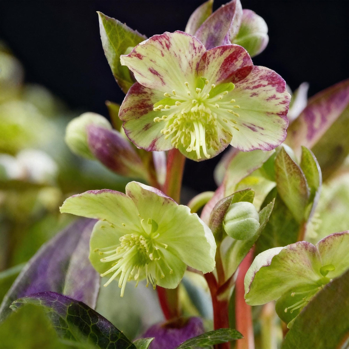 1x Helleborus lividus 'Purple Marble' – Hellébore – Vert crème nuancé de rose pourpré – pot Ø 14 cm – hauteur 35 cm pot inclus