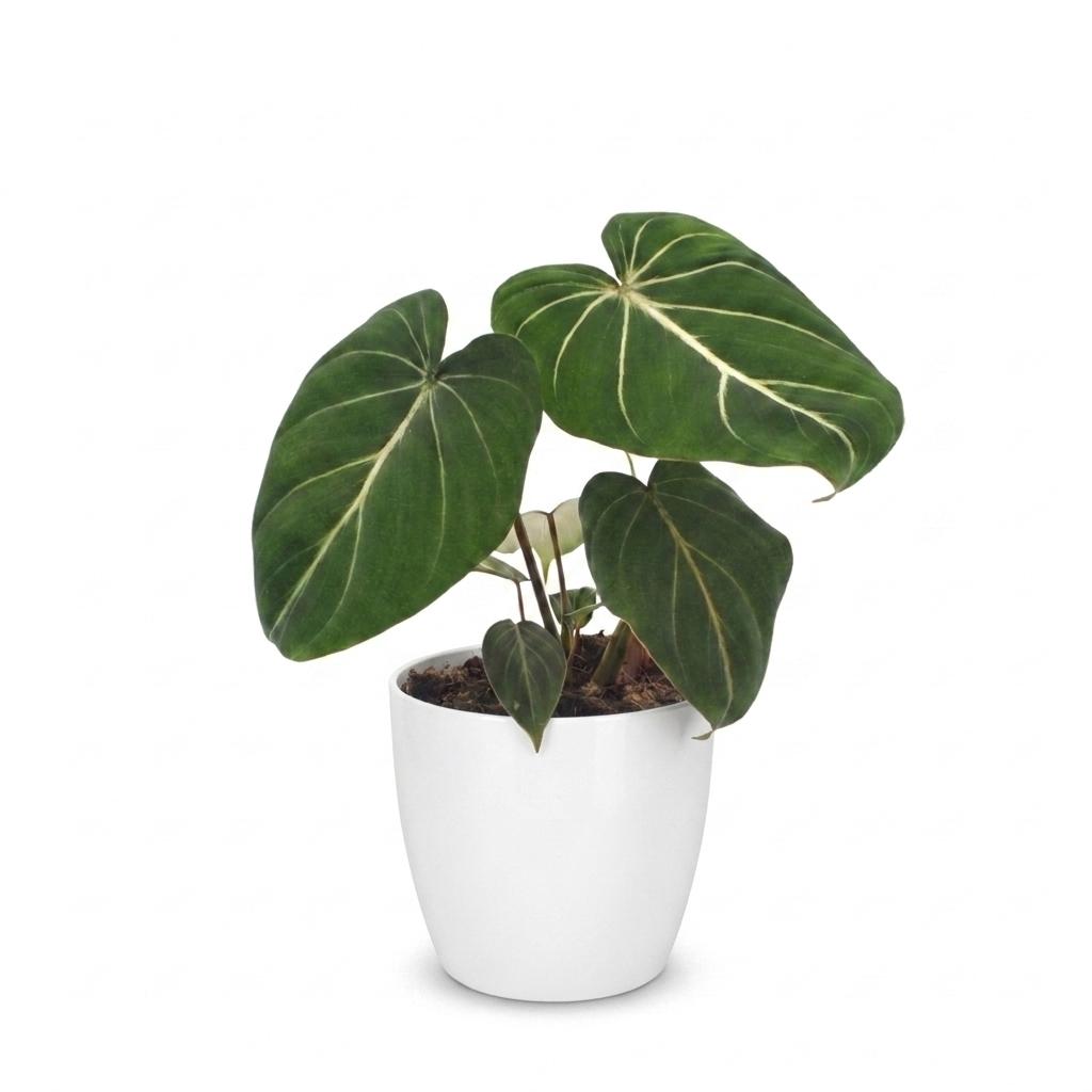 Philodendron Gloriosum - Gloriosum Philodendron - 1 Pflanze - mit Weißem Topf - Topf 12cm - Höhe - 25cm