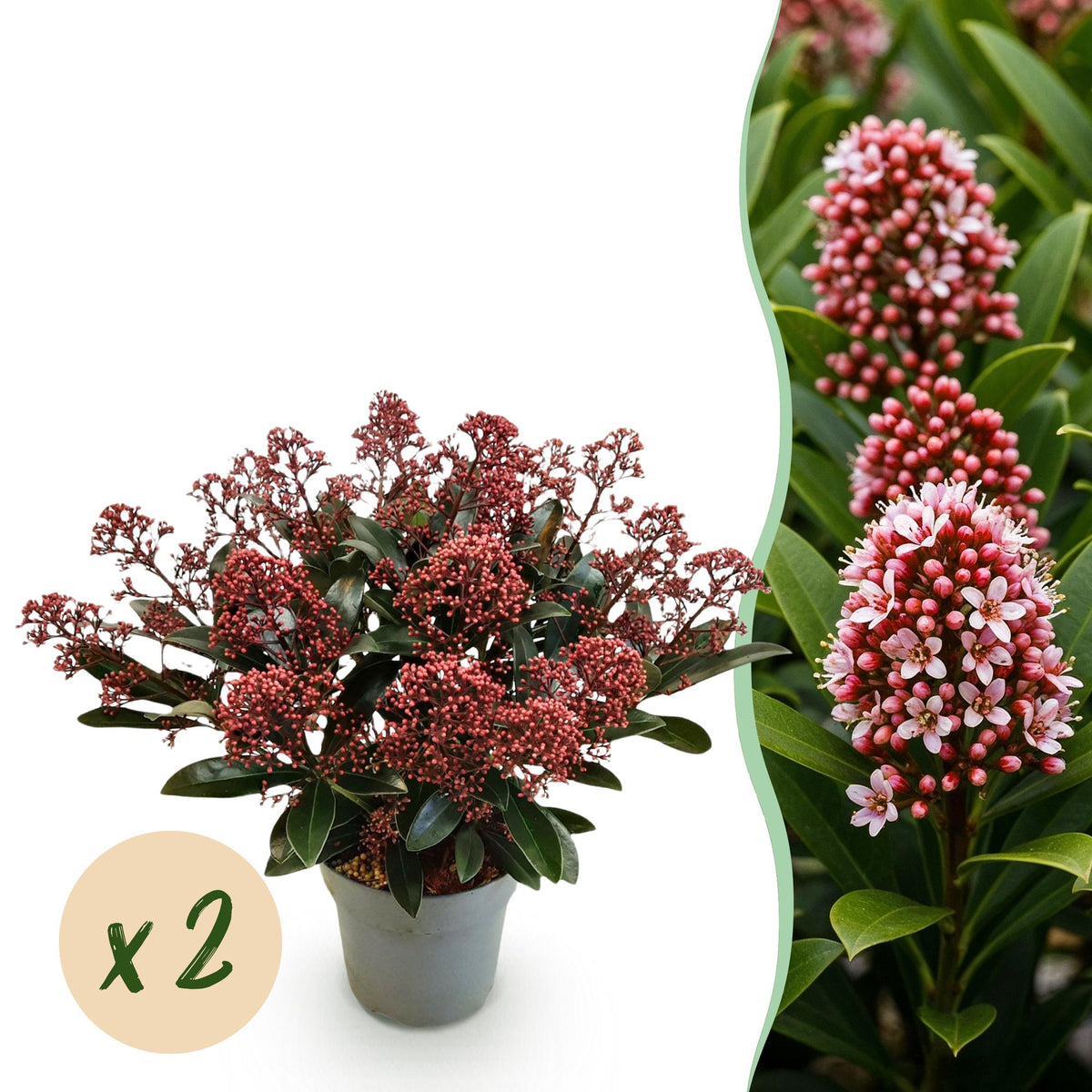 2x Skimmia japonica 'Rubella' – Skimmie – Rote Knospen, später weiße Blüten – Topf Ø 15 cm – Höhe 30 cm inkl. Topf – HaGa-Welt