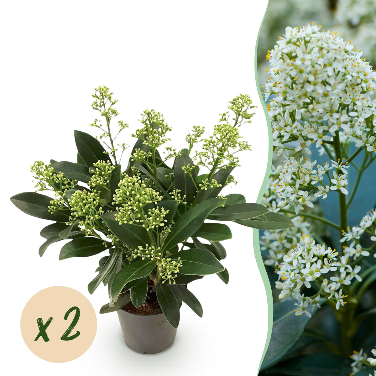 2x Skimmia japonica 'Finchy' – Skimmie – Hellgrüne bis cremefarbene Knospen, weiße Blüten – Topf Ø 10,5 cm – Höhe 25 cm inkl. Topf – HaGa-Welt