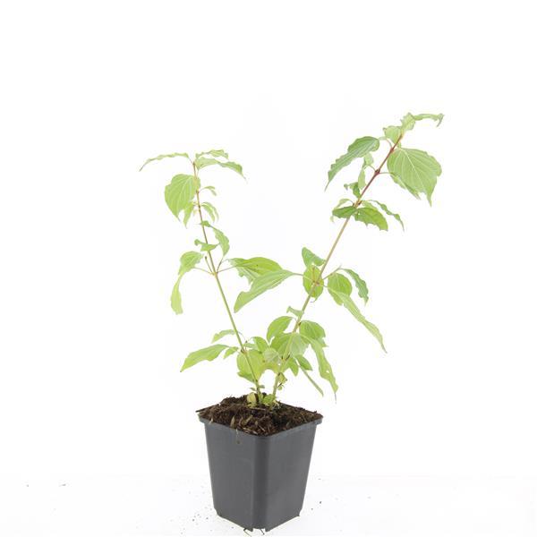 24x Cornus sang. 'Anny's Winter Orange' - ↕10-25cm - Ø9cm – HaGa-Welt