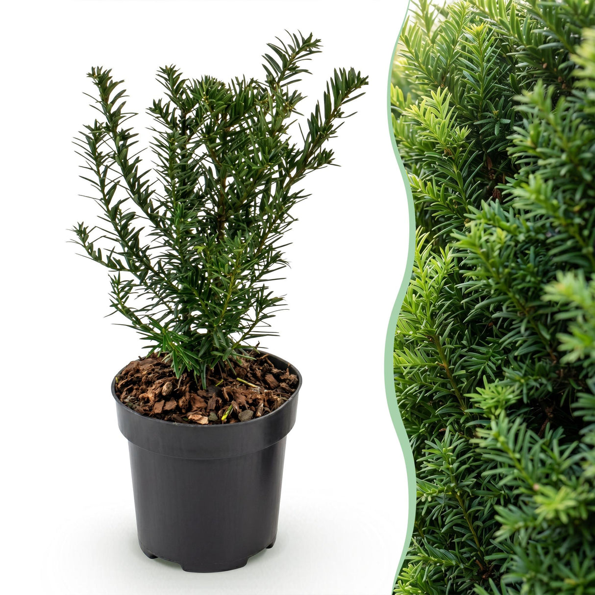 16x Taxus baccata - Eibe - Heckenpflanzen - Immergrün - Grün - Topf 9cm - Höhe 20-30cm – HaGa-Welt