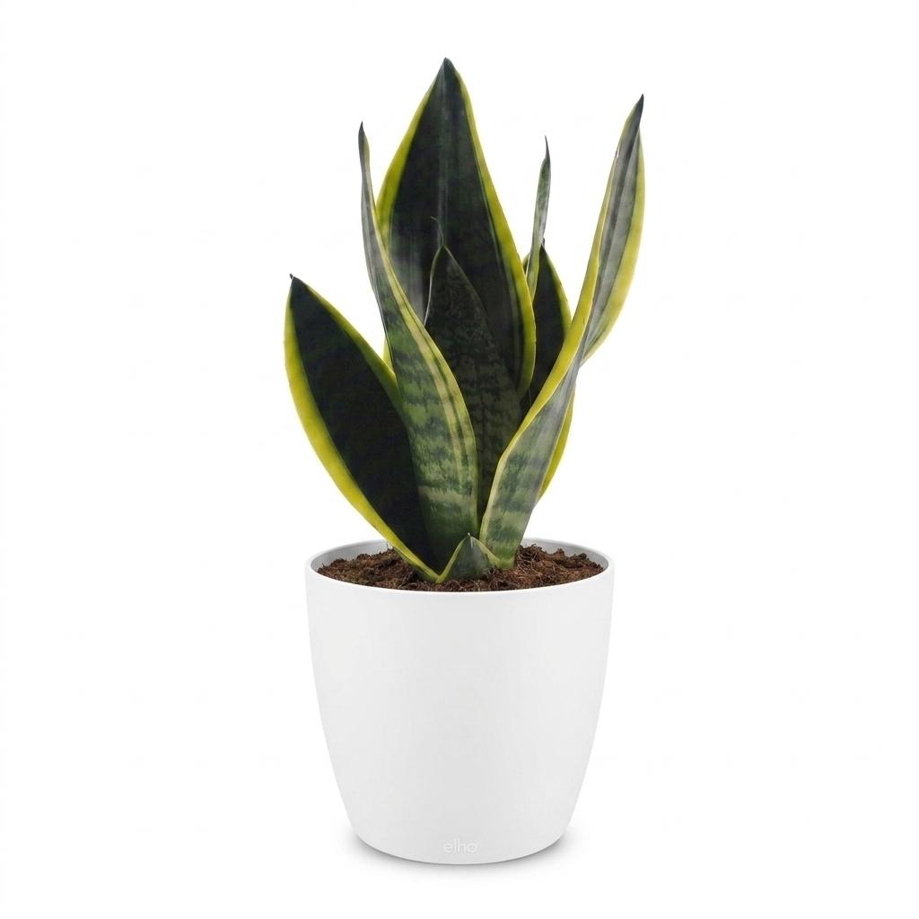 Sansevieria Future Superb - Bogenhanf - 1 Pflanze - mit Weißem Topf - Topf 12cm - Höhe - 35cm
