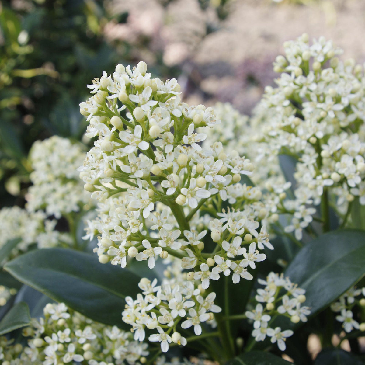 2x Skimmia japonica 'Finchy' – Skimmie – Hellgrüne bis cremefarbene Knospen, weiße Blüten – Topf Ø 15 cm – Höhe 30 cm inkl. Topf – HaGa-Welt