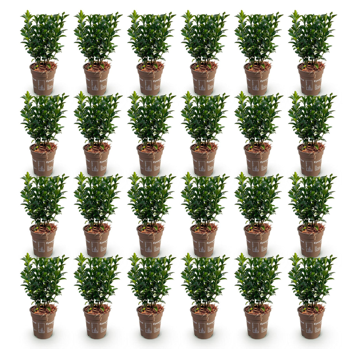 24x Euonymus japonica Green Spire - Pfaffenhütchen - Heckenpflanzen - Immergrün - Grün - Topf 9cm - Höhe 20-25cm – HaGa-Welt