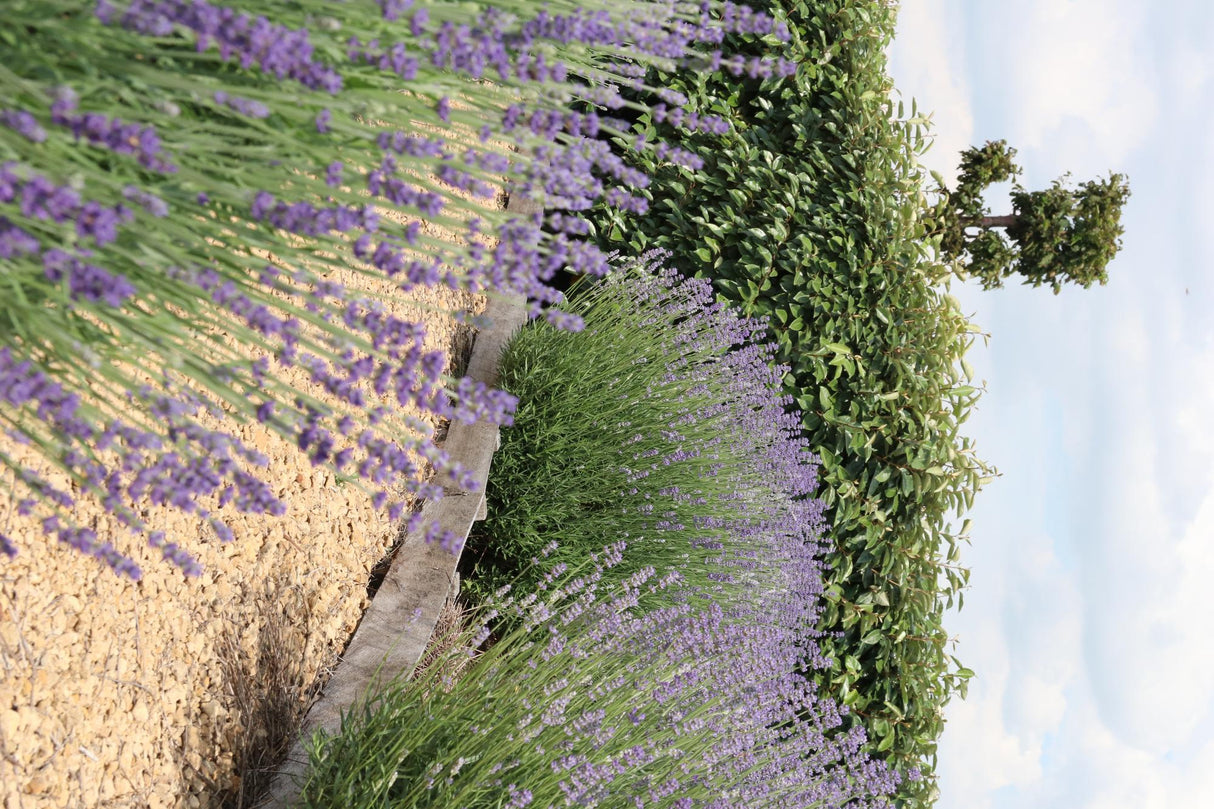 1x 6 pack Lavendel angustifolia - 6 x Ø7 cm - ↕15 cm – HaGa-Welt