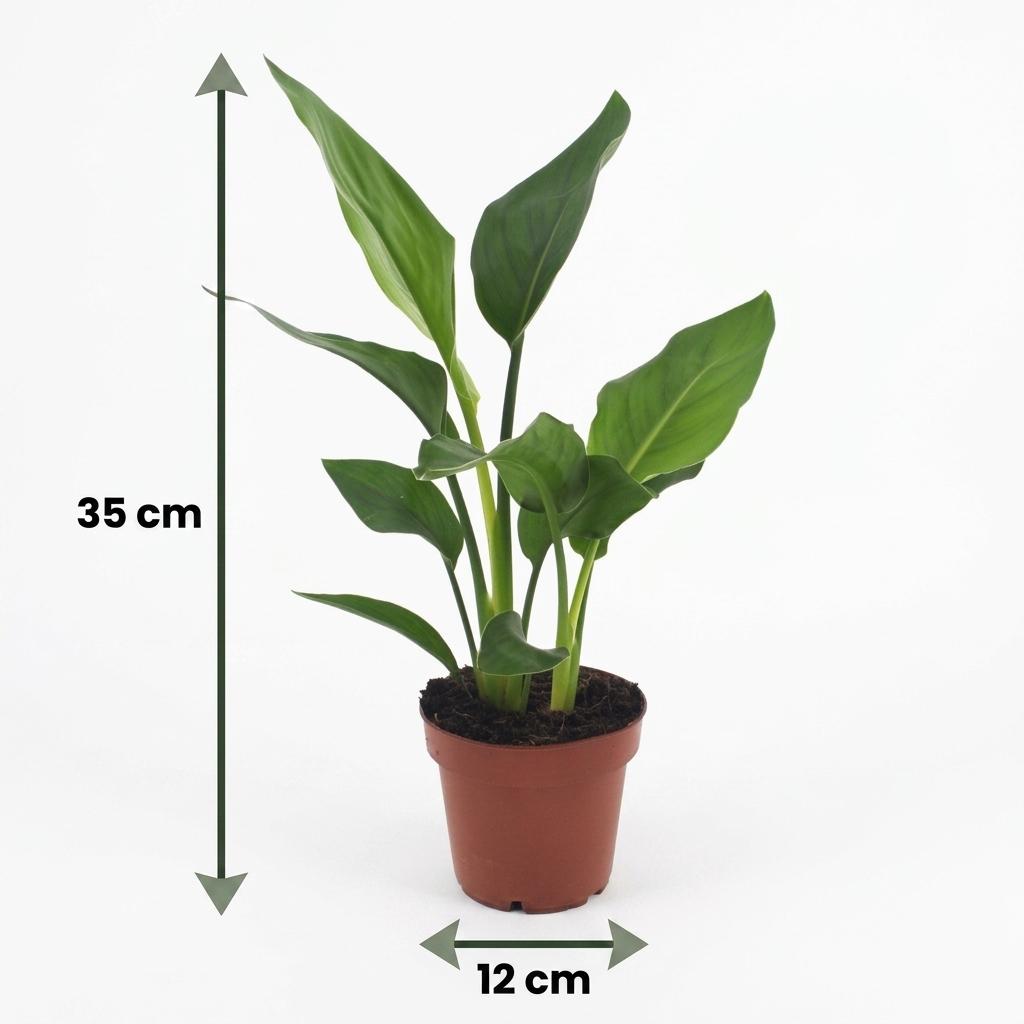 Strelitzia Reginea - Paradiesvogelblume - 1 Plant - met Potter Grijs - Pot 12cm - Hoogte - 35cm