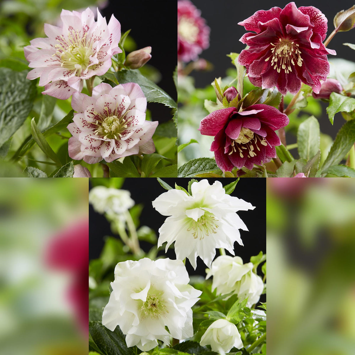1x Helleborus orientalis Double Tricolour – Rose de carême – Rose, rouge et blanc – pot Ø 14 cm – hauteur 35 cm pot inclus