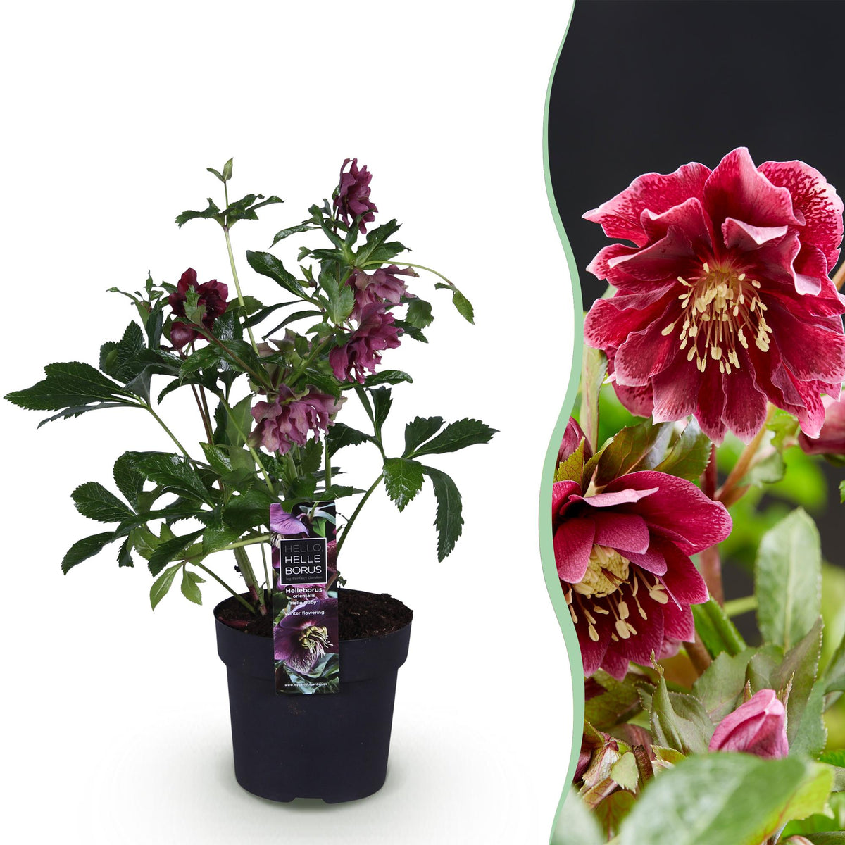 1x Helleborus orientalis 'Double Ellen Red' – Lenzrose – Rot – Topf Ø 14 cm – Höhe 35 cm inkl. Topf