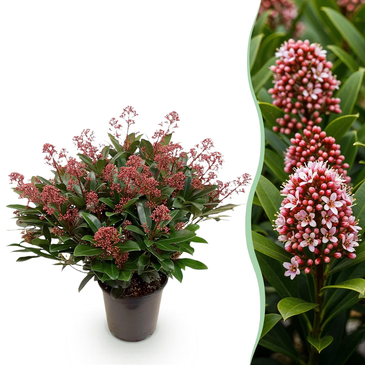 1x Skimmia japonica 'Rubella' – Japanese skimmia – Red buds, followed by white flowers – pot Ø 19 cm – height 60 cm including pot