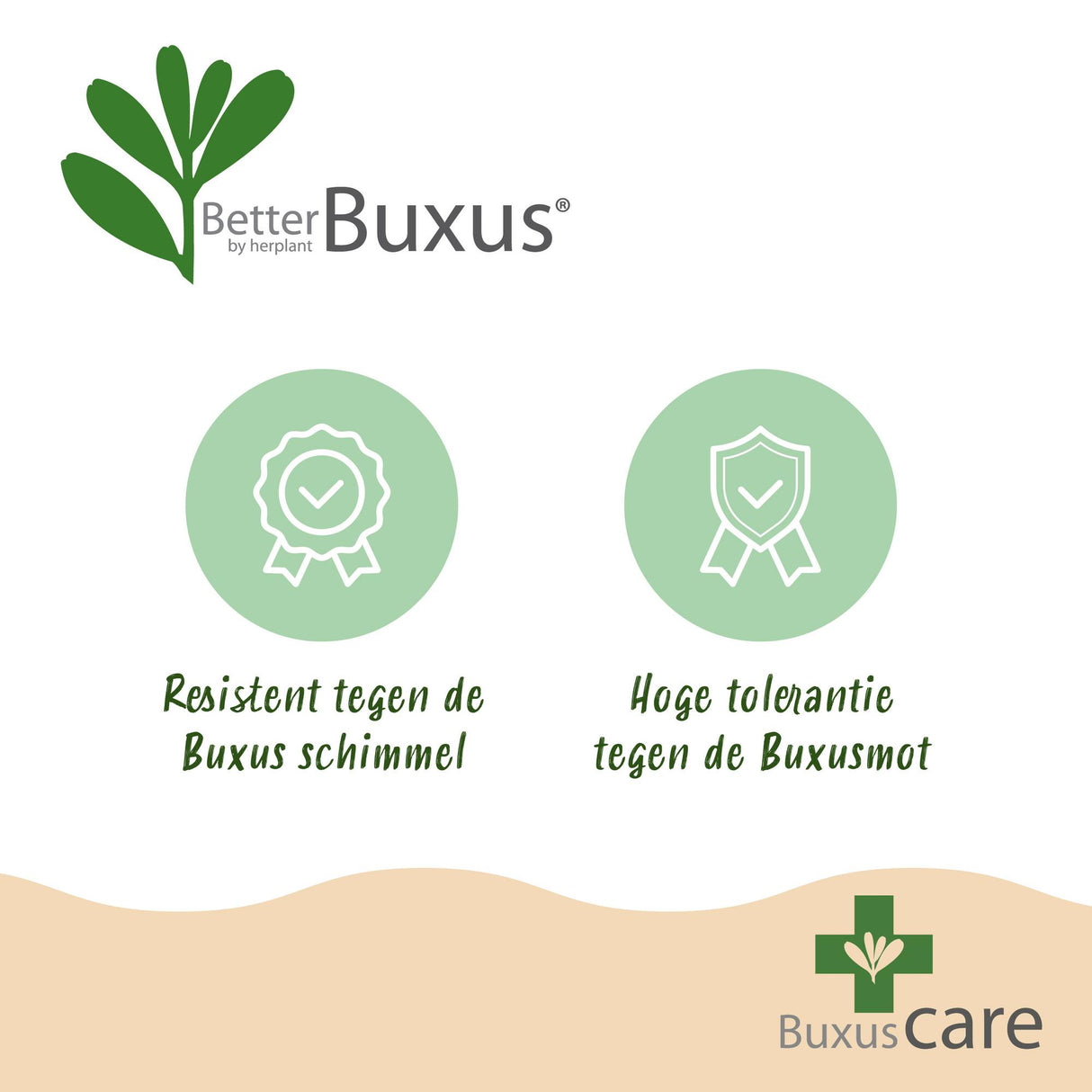 Buchsbaum Pyramide - BetterBuxus Skylight - Widerstandsfähig gegen die Buxuskrankheit - 1 Pflanz - Topf 23cm Höhe 60-70cm