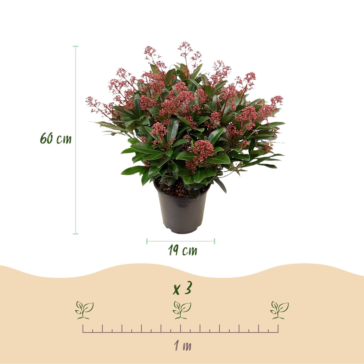 2x Skimmia japonica Duo – Rubella & Finchy – Skimmien-Duo – Rote und cremefarbene Knospen, später weiße Blüten – Topf Ø 19 cm – Höhe 60 cm inkl. Topf – HaGa-Welt