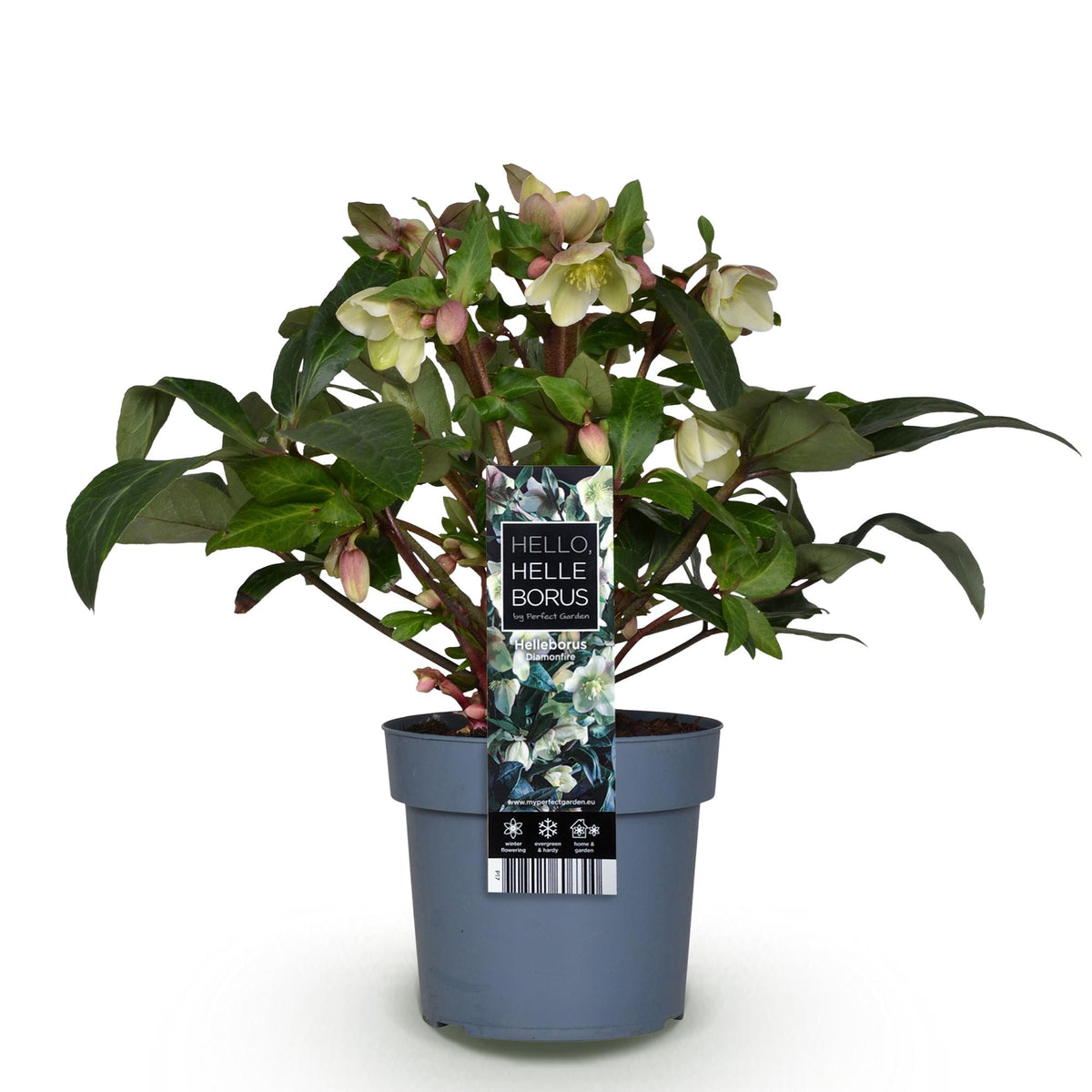 1x Helleborus 'Diamonfire' – Hellébore – Vert et blanc – pot Ø 19 cm – hauteur 40 cm pot inclus
