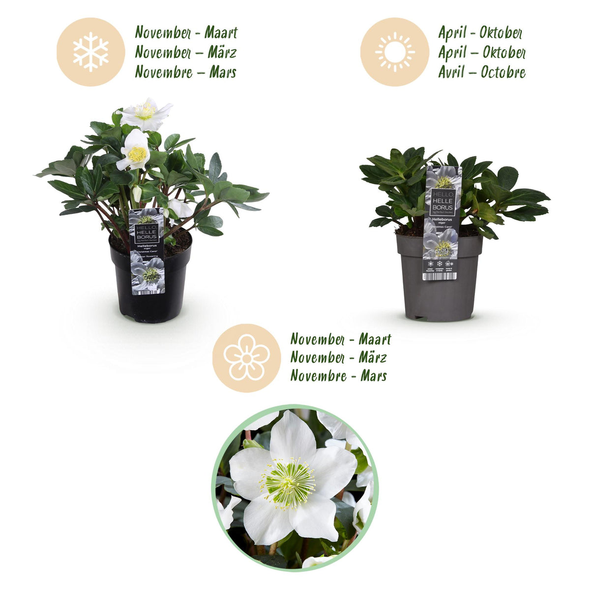 4x Helleborus niger 'Christmas Carol' – Christrose – Weiß – Topf Ø 10,5 cm – Höhe 25 cm inkl. Topf – HaGa-Welt