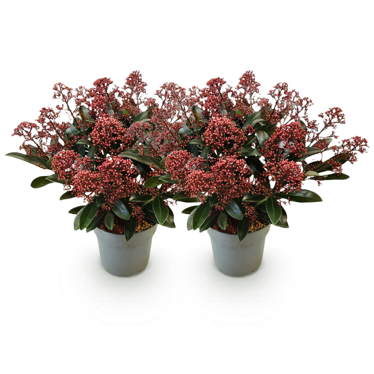 2x Skimmia japonica 'Rubella' – Skimmie – Rote Knospen, später weiße Blüten – Topf Ø 15 cm – Höhe 30 cm inkl. Topf – HaGa-Welt