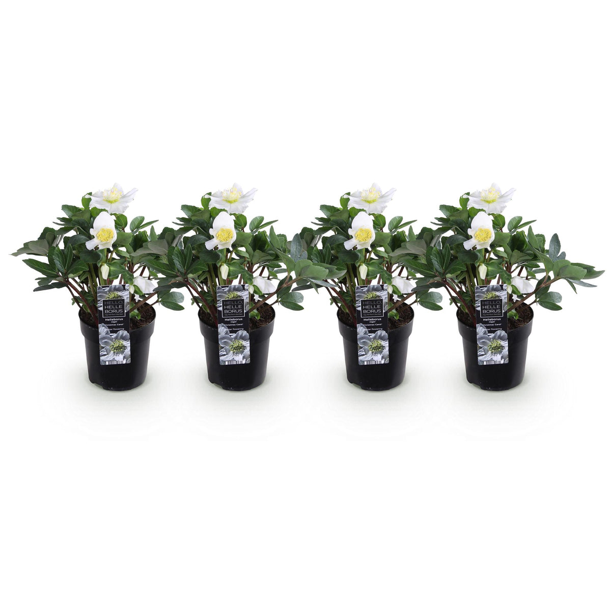 4x Helleborus niger 'Christmas Carol' – Christrose – Weiß – Topf Ø 10,5 cm – Höhe 25 cm inkl. Topf – HaGa-Welt
