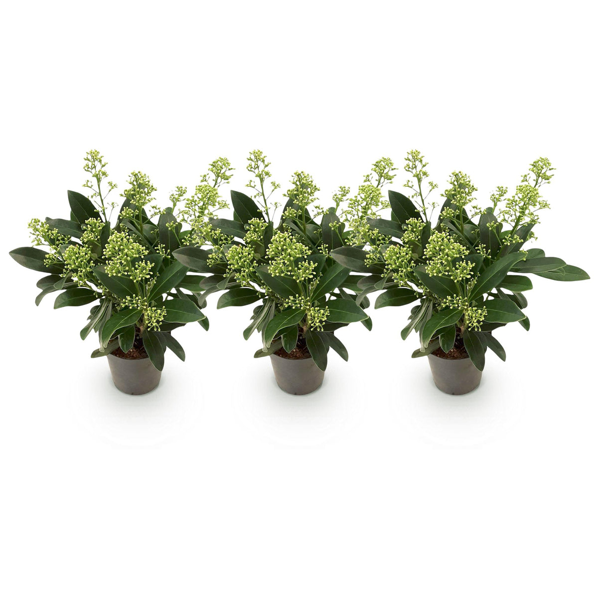 3x Skimmia japonica 'Finchy' – Skimmie – Hellgrüne bis cremefarbene Knospen, weiße Blüten – Topf Ø 10,5 cm – Höhe 25 cm inkl. Topf – HaGa-Welt
