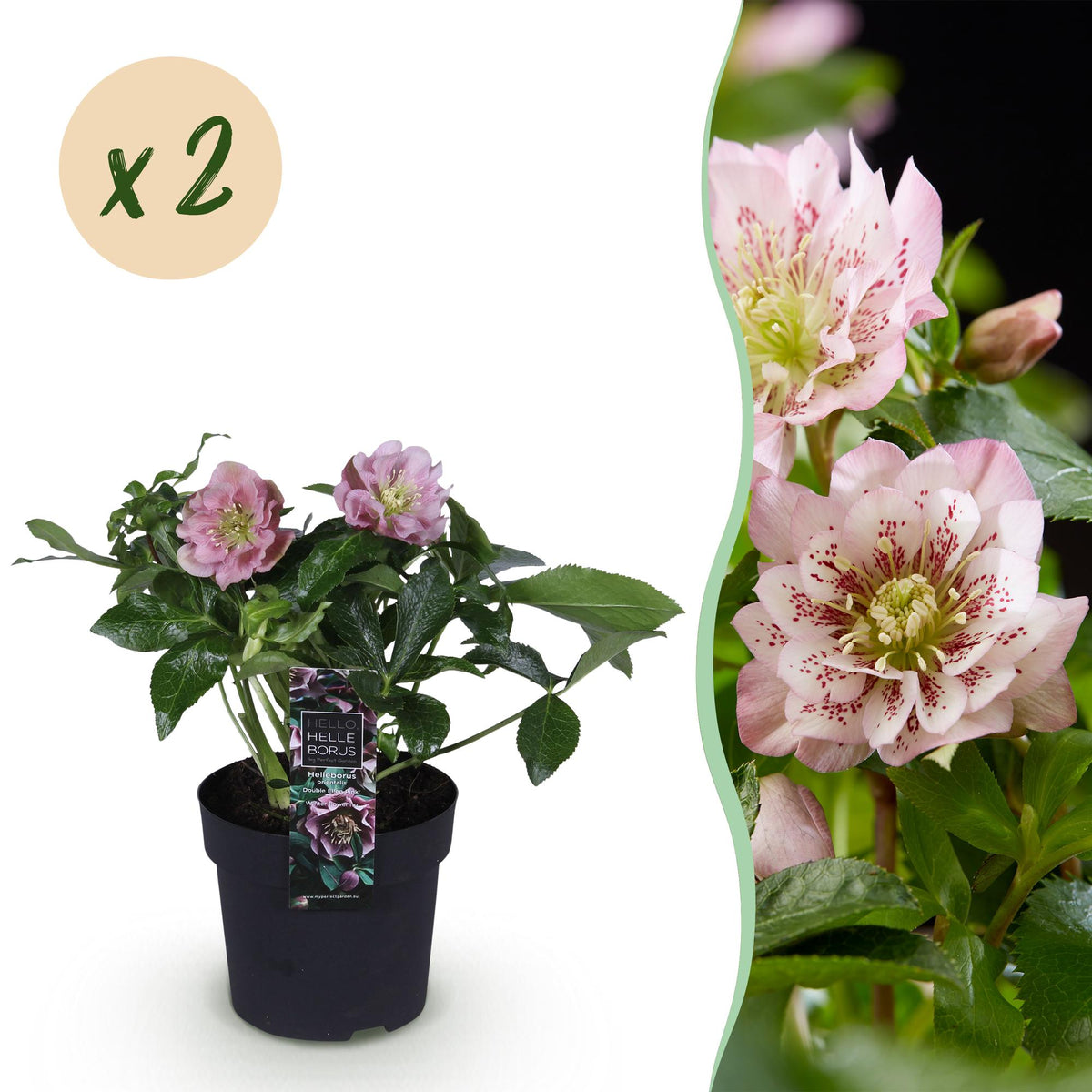 2x Helleborus orientalis 'Double Ellen Pink' – Lenzrose – Rosa – Topf Ø 14 cm – Höhe 35 cm inkl. Topf – HaGa-Welt