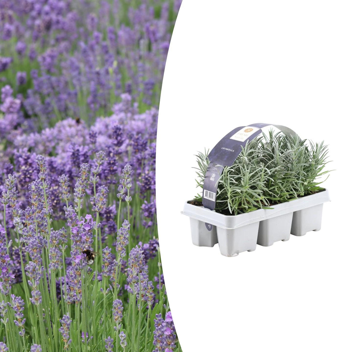 1x 6 pack Lavendel angustifolia - 6 x Ø7 cm - ↕15 cm – HaGa-Welt