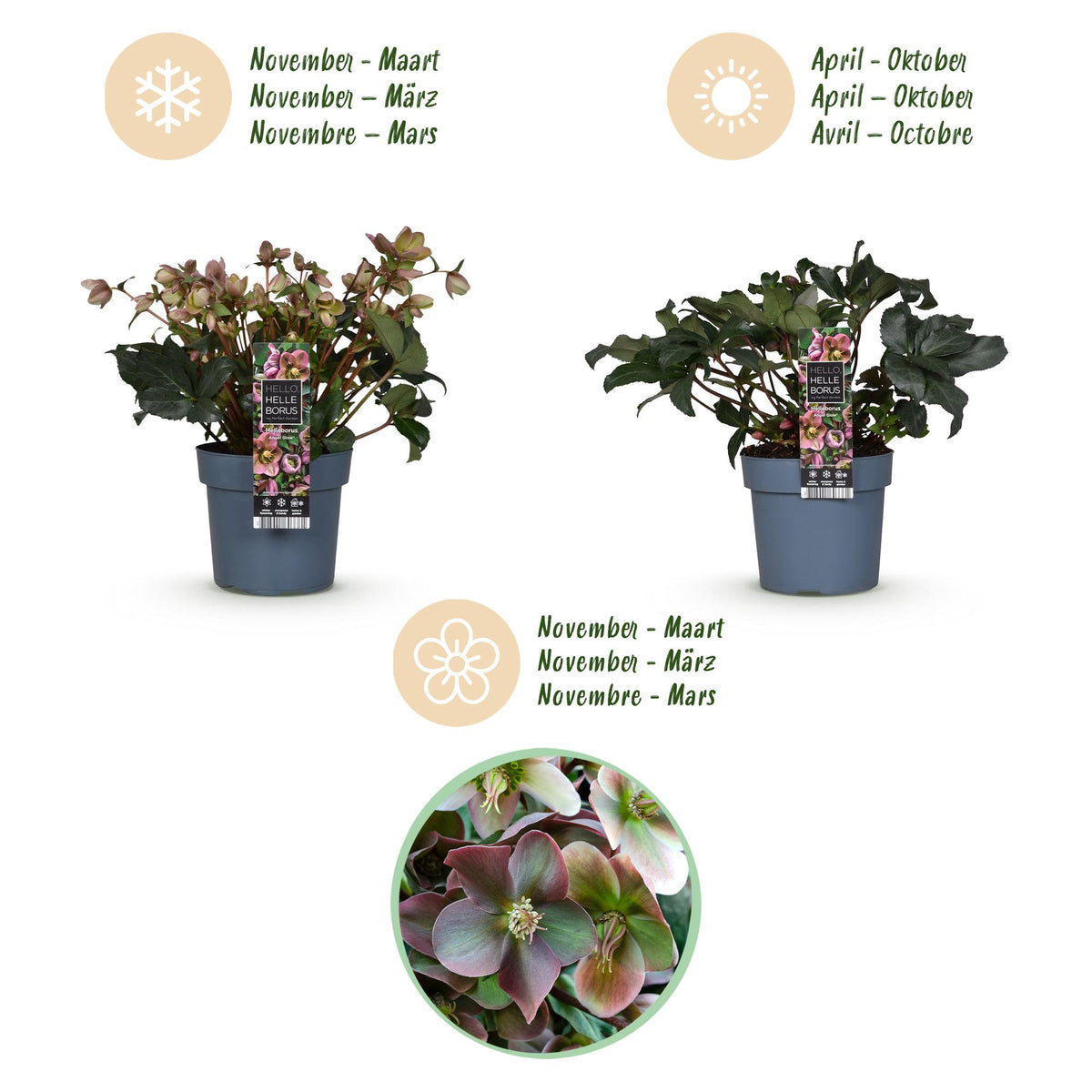 1x Helleborus 'Angels Glow' – Hellébore – Rose tendre à blanc-vert – pot Ø 19 cm – hauteur 50 cm pot inclus
