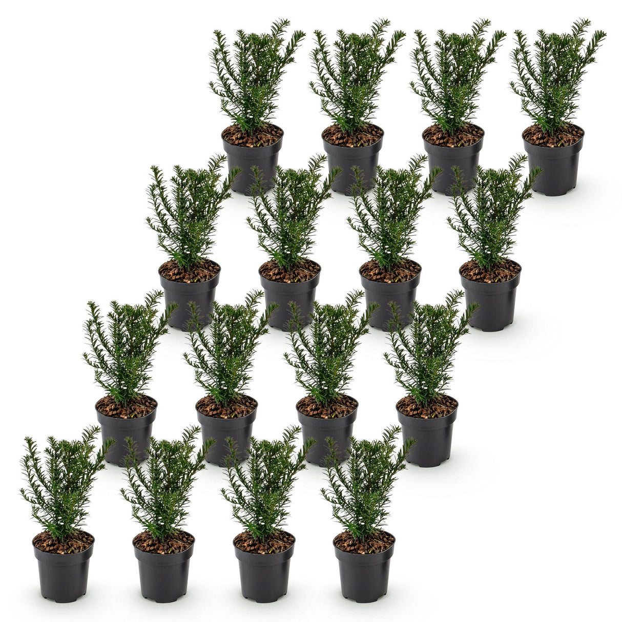 16x Taxus baccata - Eibe - Heckenpflanzen - Immergrün - Grün - Topf 9cm - Höhe 20-30cm – HaGa-Welt