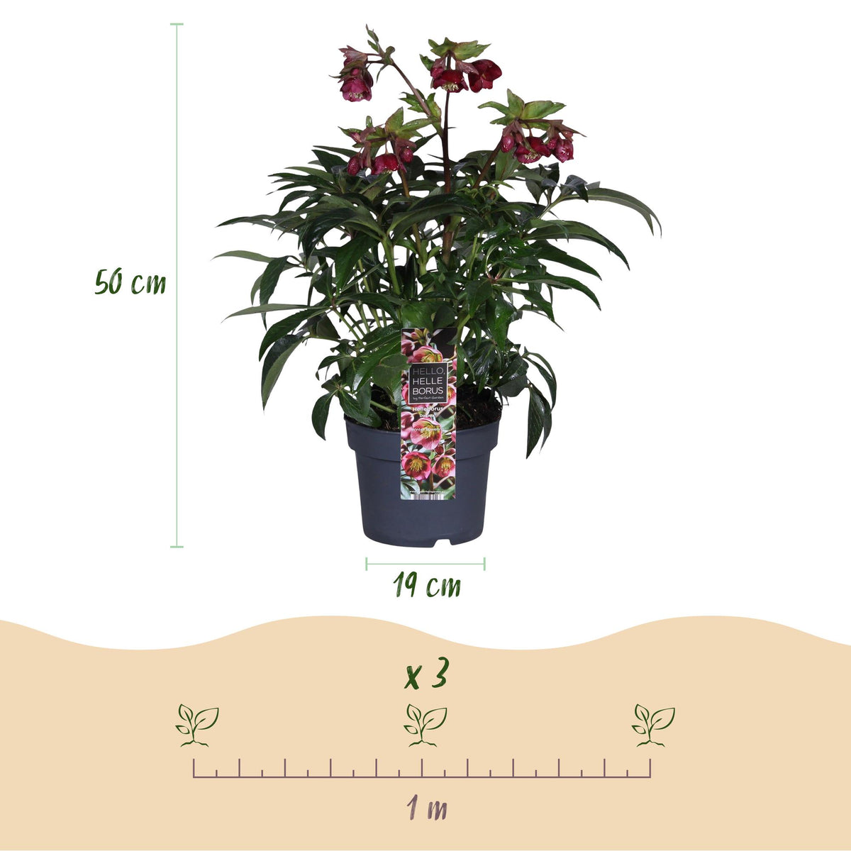 1x Helleborus 'Dacaya' – Hellébore – Rose – pot Ø 19 cm – hauteur 50 cm pot inclus