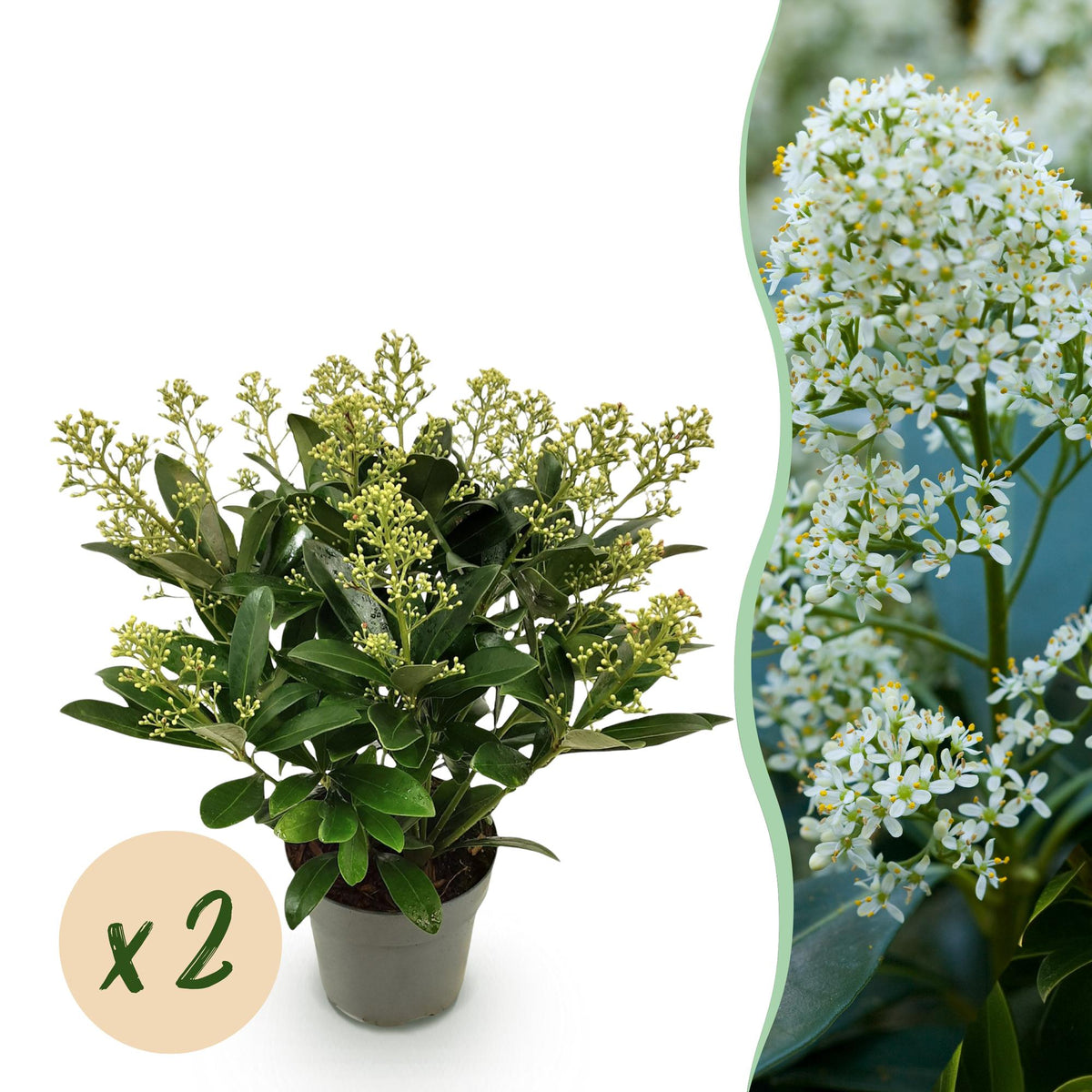 2x Skimmia japonica 'Finchy' – Skimmie – Hellgrüne bis cremefarbene Knospen, weiße Blüten – Topf Ø 15 cm – Höhe 30 cm inkl. Topf – HaGa-Welt