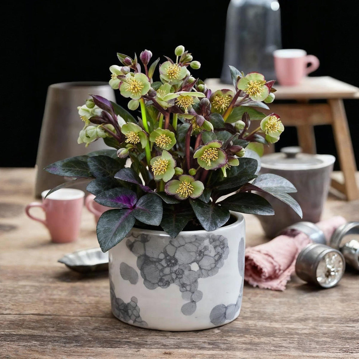 2x Helleborus lividus 'Purple Marble' – Hellébore – Vert crème nuancé de rose pourpré – pot Ø 14 cm – hauteur 35 cm pot inclus