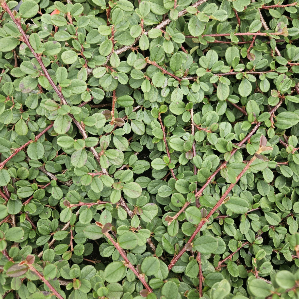 24x Cotoneaster pr. 'Queen of Carpets' - ↕10-25cm - Ø9cm – HaGa-Welt