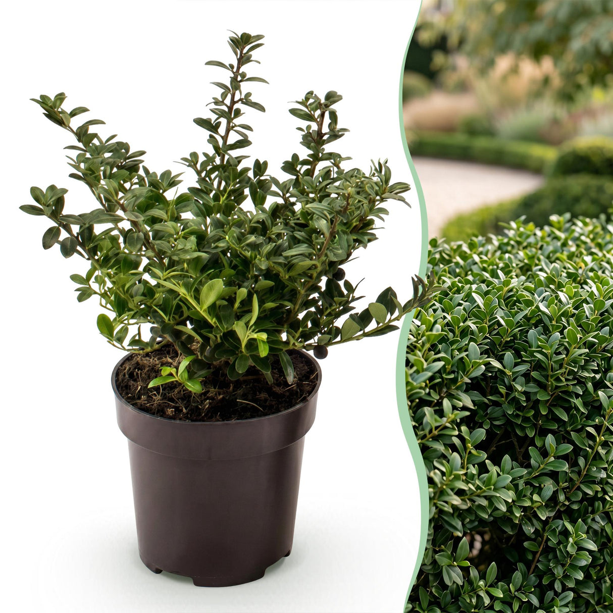 16x Ilex crenata Stokes - Japanische Stechpalme - Heckenpflanzen - Immergrün - Grün - Topf 9cm - Höhe 20-30cm – HaGa-Welt