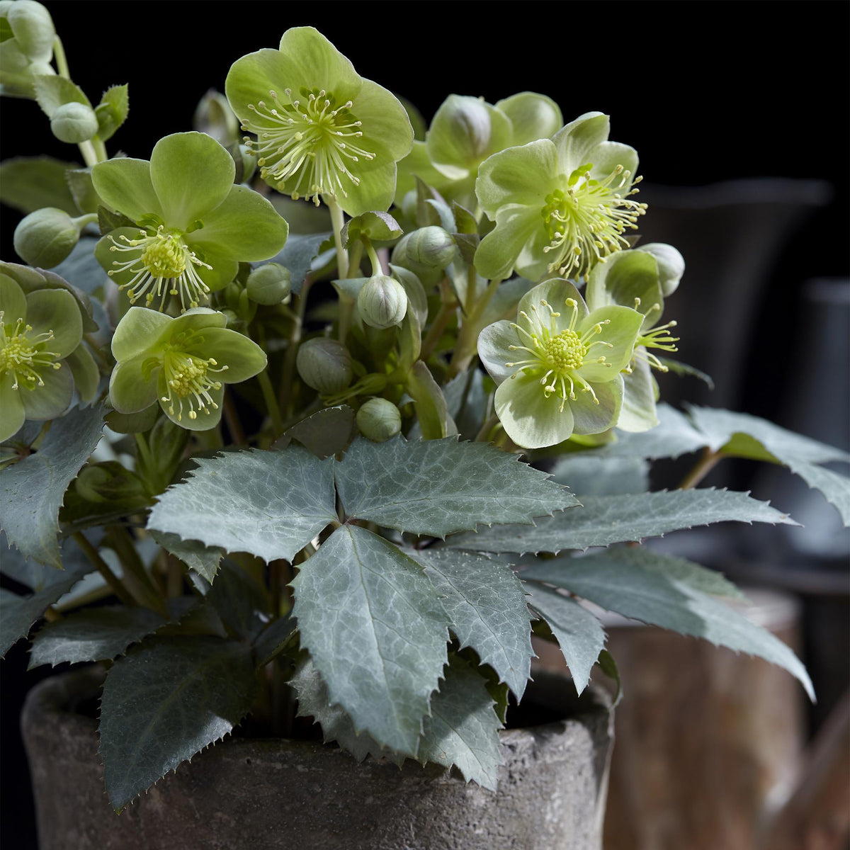2x Helleborus × sternii 'Silver Dollar' – Lenzrose – Cremegrün – Topf Ø 14 cm – Höhe 35 cm inkl. Topf – HaGa-Welt