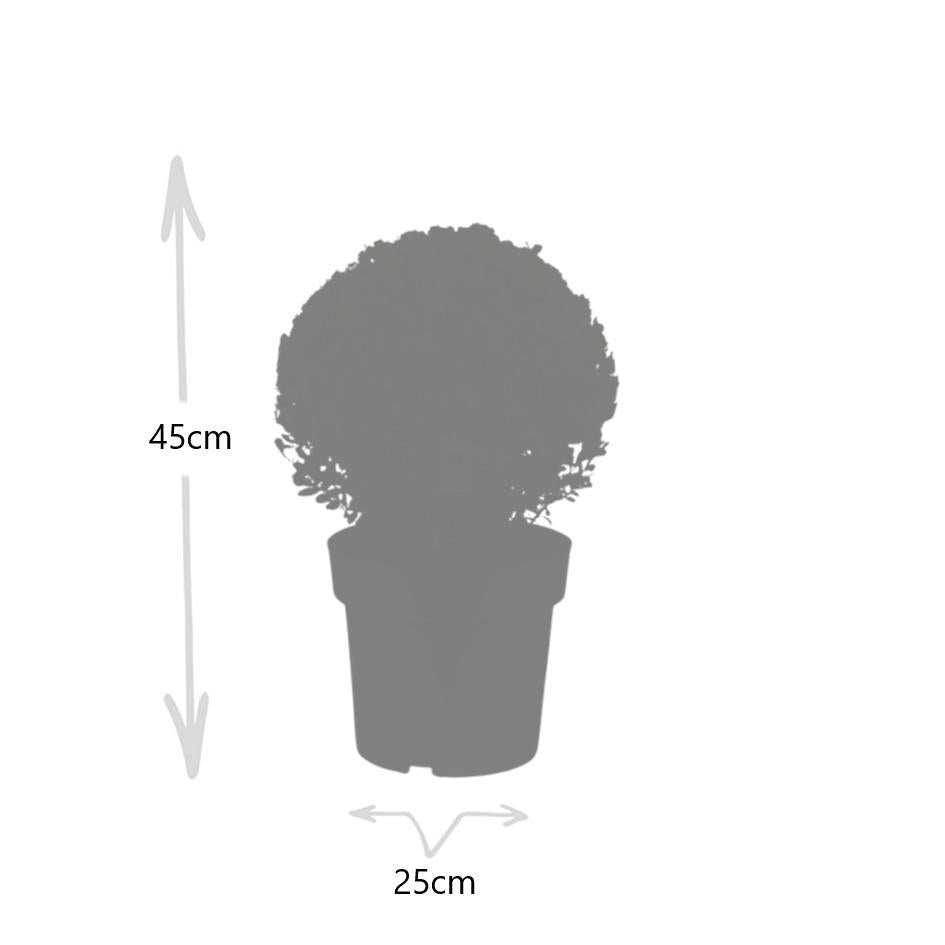 2x Ilex crenata 'Jenny' Kugel XL | Set mit 2 Stück | 19 cm Ø – HaGa-Welt