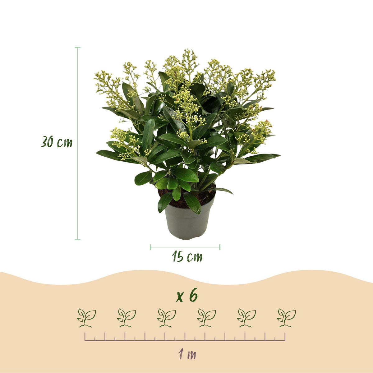 2x Skimmia japonica 'Finchy' – Skimmie – Hellgrüne bis cremefarbene Knospen, weiße Blüten – Topf Ø 15 cm – Höhe 30 cm inkl. Topf – HaGa-Welt