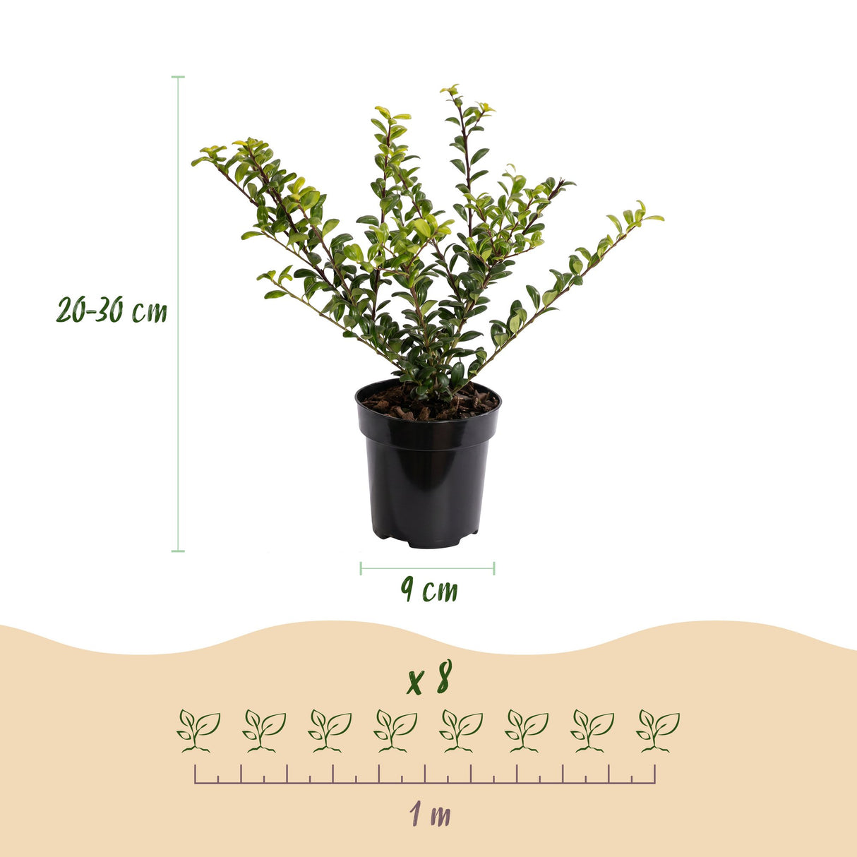 16x Ilex crenata Covenxa - Japanische Stechpalme - Heckenpflanzen - Immergrün - Grün - Topf 9cm - Höhe 20-30cm – HaGa-Welt