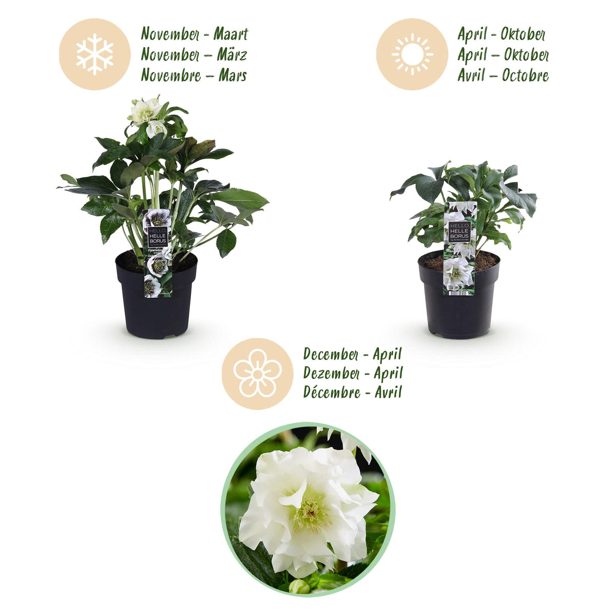 1x Helleborus orientalis 'Double Ellen White' – Lenten rose – White – pot Ø 14 cm – height 35 cm including pot