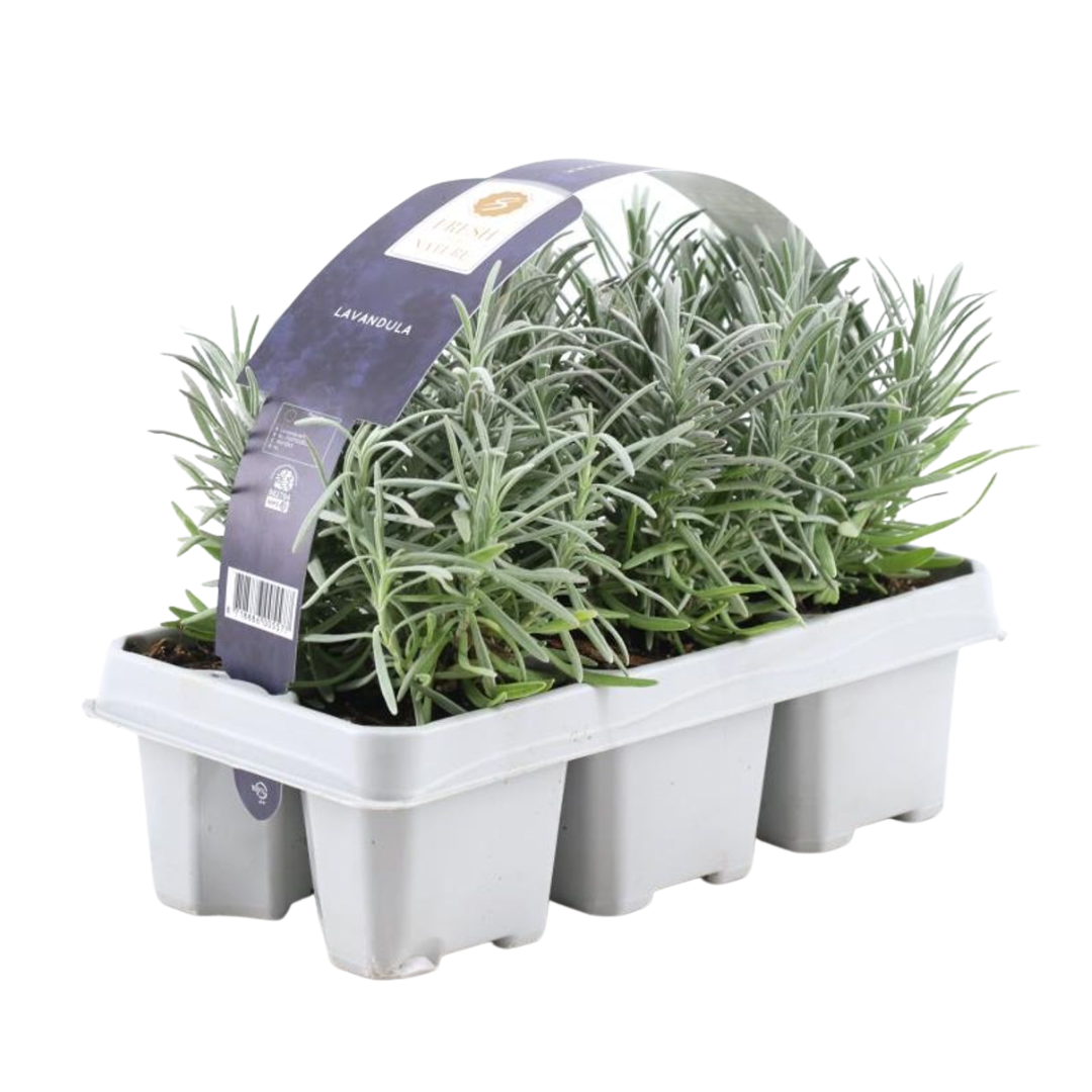 1x 6 pack Lavendel angustifolia - 6 x Ø7 cm - ↕15 cm – HaGa-Welt