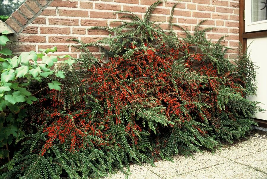 24x Cotoneaster horizontalis - ↕10-25cm - Ø9cm – HaGa-Welt