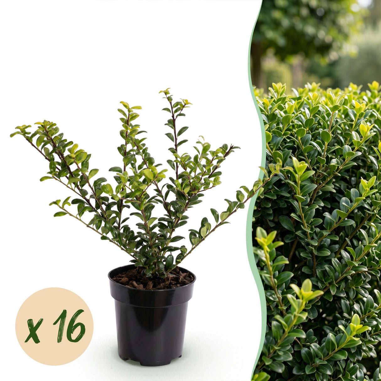 16x Ilex crenata Covenxa - Japanische Stechpalme - Heckenpflanzen - Immergrün - Grün - Topf 9cm - Höhe 20-30cm – HaGa-Welt