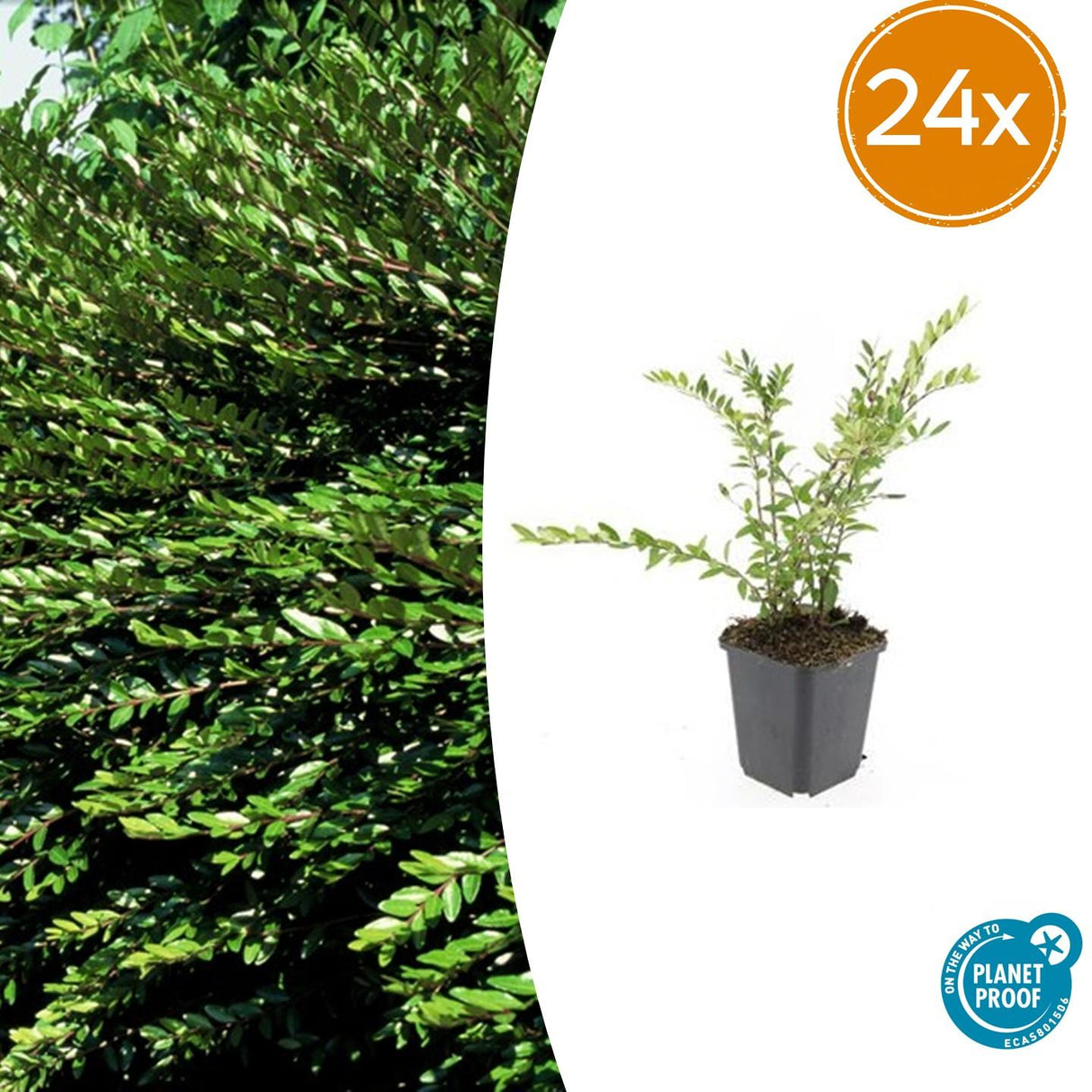 24x Lonicera pileata 'Purple Pearl' - ↕10-25cm - Ø9cm – HaGa-Welt
