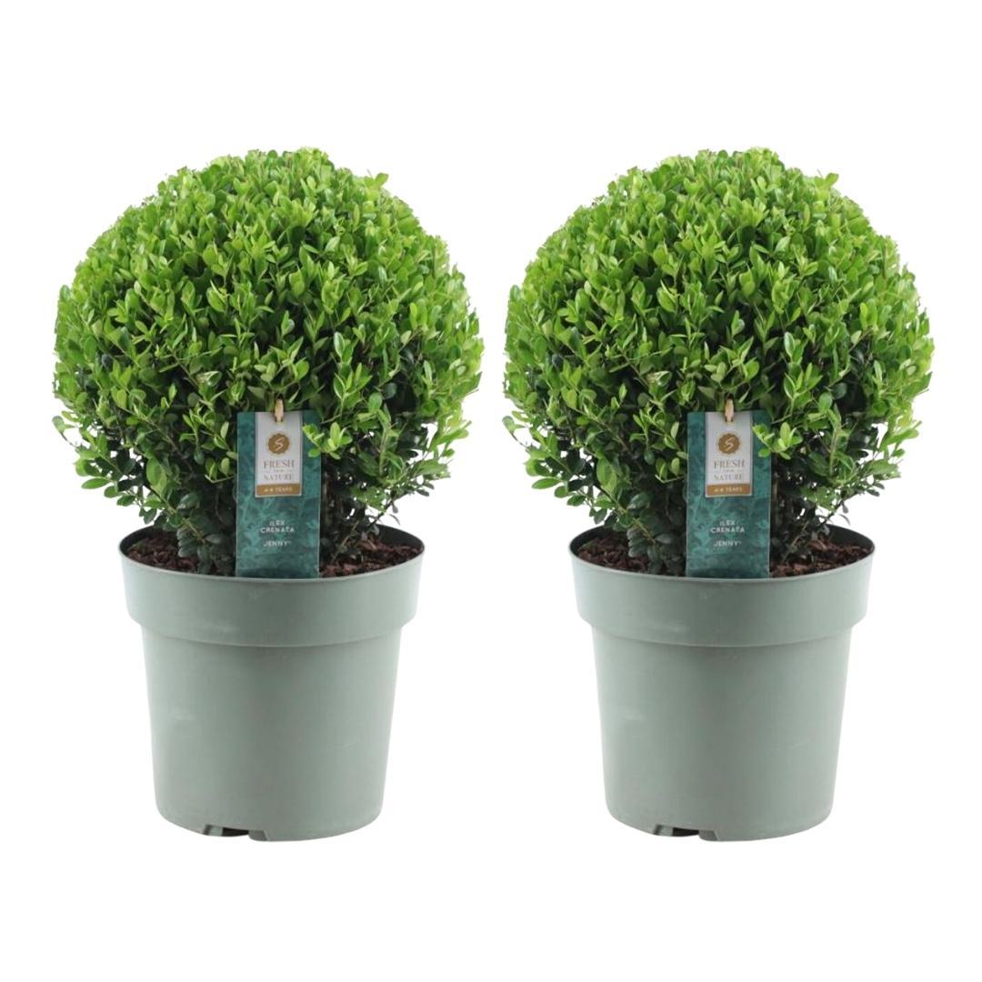2x Ilex crenata 'Jenny' Kugel XL | Set mit 2 Stück | 19 cm Ø – HaGa-Welt