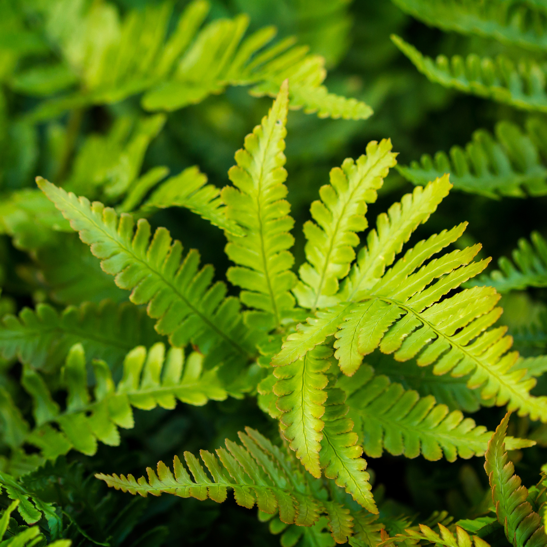 6x Polystichum set. 'Herrenhausen'- ↕10-25cm - Ø9cm – HaGa-Welt