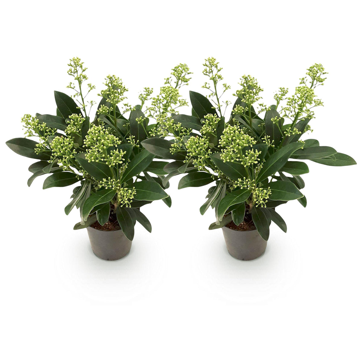 2x Skimmia japonica 'Finchy' – Skimmie – Hellgrüne bis cremefarbene Knospen, weiße Blüten – Topf Ø 10,5 cm – Höhe 25 cm inkl. Topf – HaGa-Welt