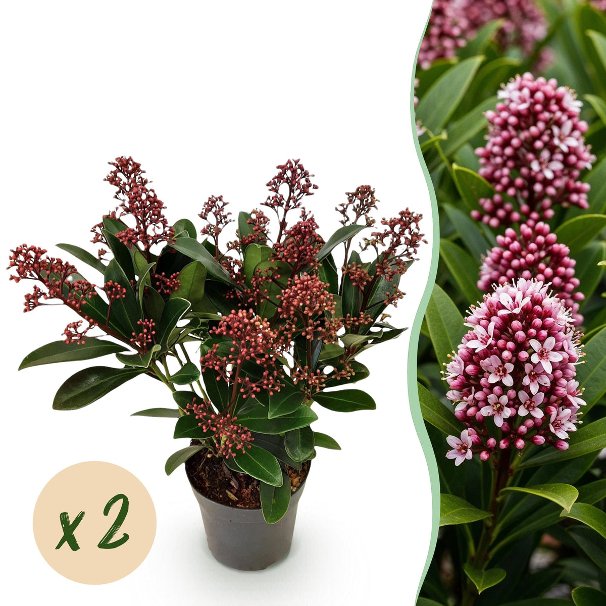 2x Skimmia japonica 'Rubella' – Skimmie – Rote Knospen, später weiße Blüten – Topf Ø 10,5 cm – Höhe 25 cm inkl. Topf – HaGa-Welt