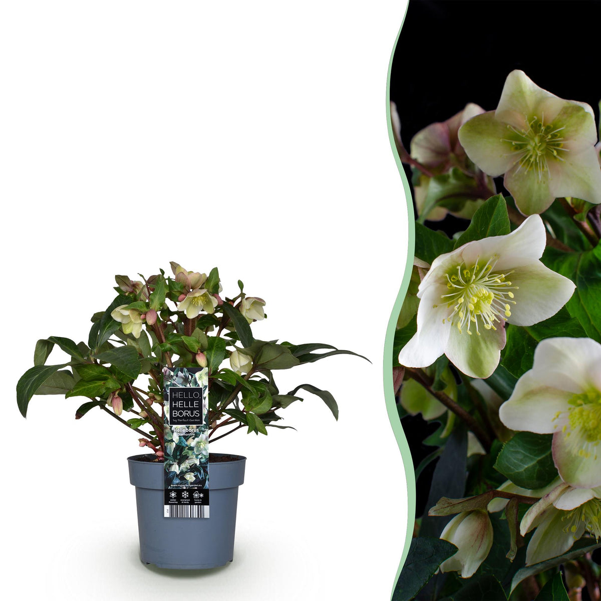 1x Helleborus 'Diamonfire' – Hellébore – Vert et blanc – pot Ø 19 cm – hauteur 40 cm pot inclus