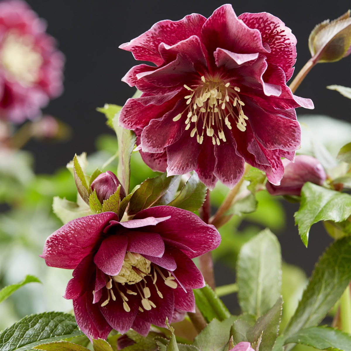 2x Helleborus orientalis 'Double Ellen Red' – Lenzrose – Rot – Topf Ø 14 cm – Höhe 35 cm inkl. Topf – HaGa-Welt