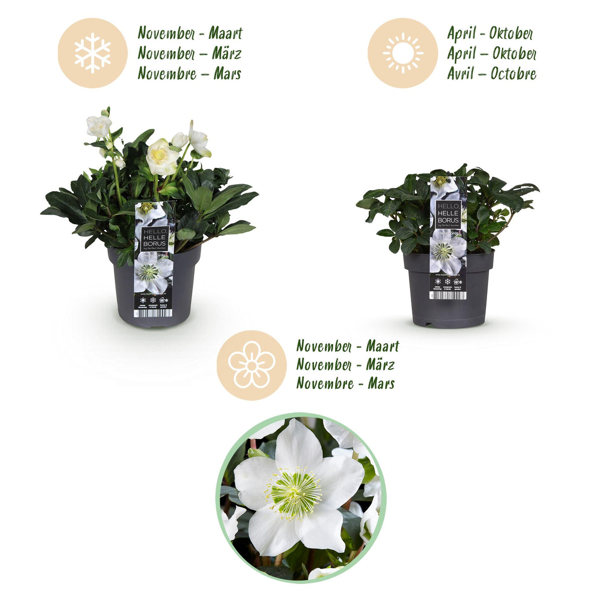 2x Helleborus niger 'Christmas Carol' – Christrose – Weiß – Topf Ø 17 cm – Höhe 35 cm inkl. Topf – HaGa-Welt