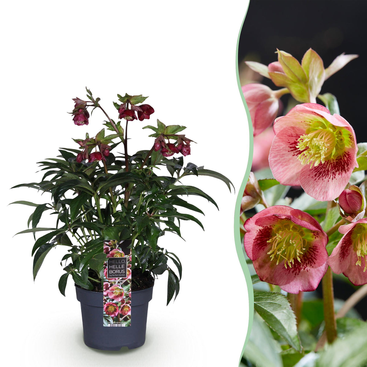 1x Helleborus 'Dacaya' – Hellébore – Rose – pot Ø 19 cm – hauteur 50 cm pot inclus