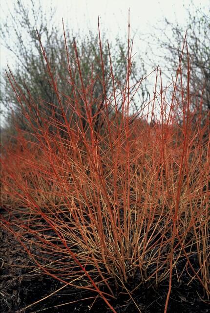24x Cornus sang. 'Midwinter Fire' - ↕10-25cm - Ø9cm – HaGa-Welt