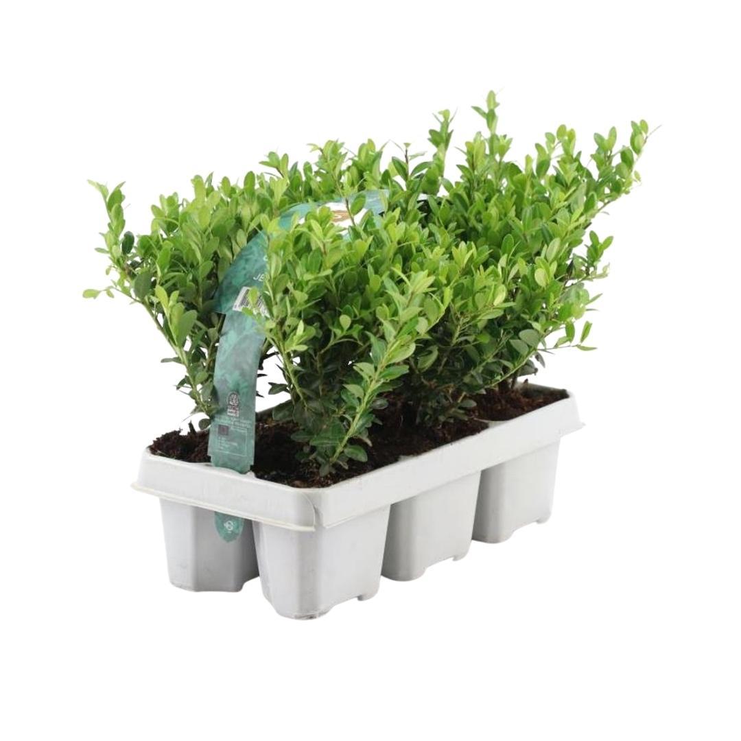 1x 6 pack Ilex crenata 'Jenny' - 6 x Ø7 cm - ↕15 cm – HaGa-Welt