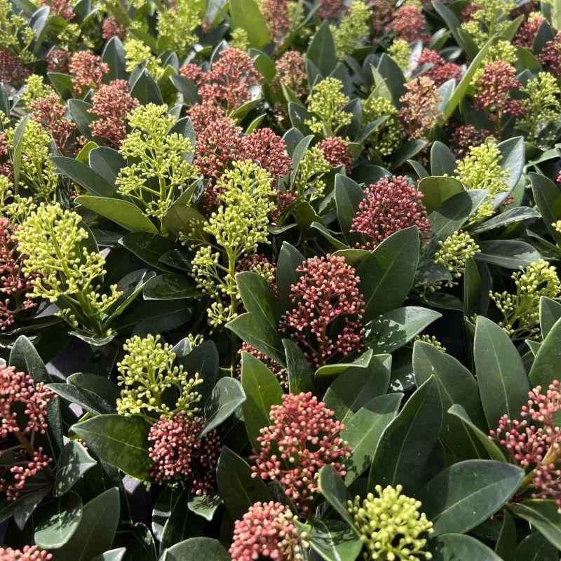 2x Skimmia japonica Duo – Rubella & Finchy – Skimmien-Duo – Rote und cremefarbene Knospen, später weiße Blüten – Topf Ø 10,5 cm – Höhe 25 cm inkl. Topf – HaGa-Welt